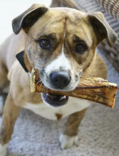 Master Paws® 7" Center Bone Dog Chew 4 Master Paws® 7" Center Bone Dog Chew - Image 2