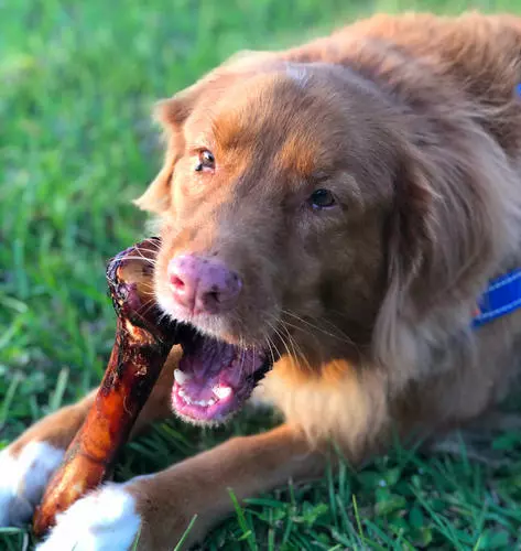 Master Paws® Shank Bone Dog Chew 4 Master Paws® Shank Bone Dog Chew - Image 2