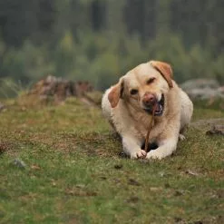 Master Paws 12" Bully Sticks Dog Chews - 4 Pack 7 Master Paws 12" Bully Sticks Dog Chews - 4 Pack -Master Paws Sales Store 768303650000 Cadet MasterPaws12BullSTK4PK Lifestyle
